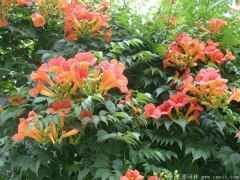 淩霄花